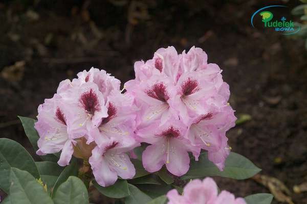 Rhododendron Maroon Sappho
